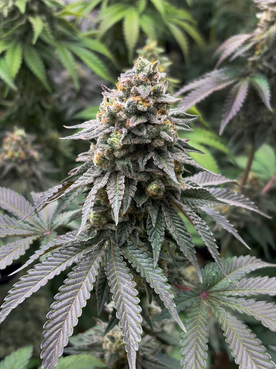 Flores de cannabis medicinal