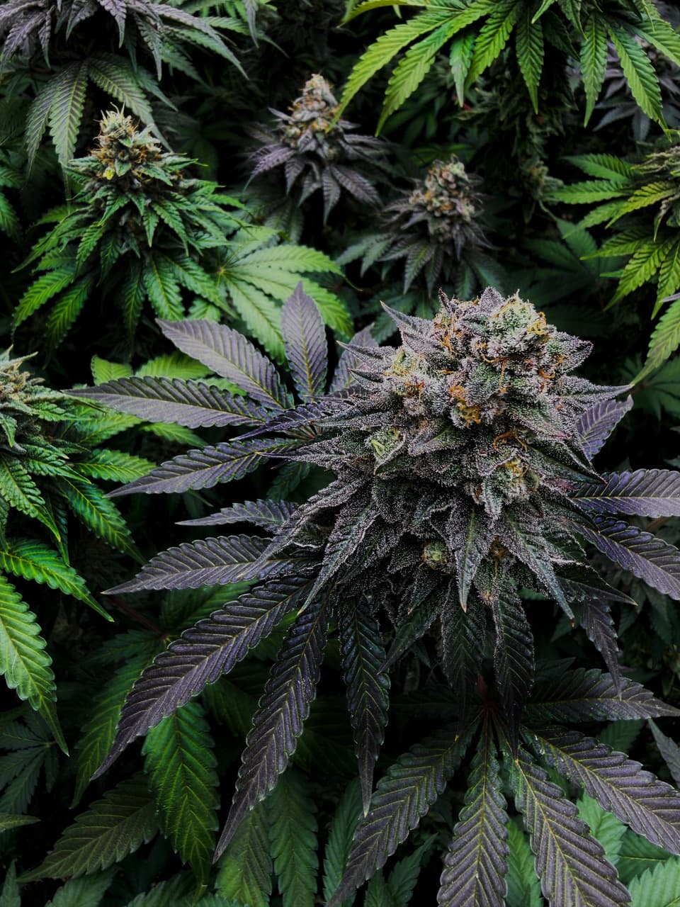Blog de cannabis medicinal Molino Costero