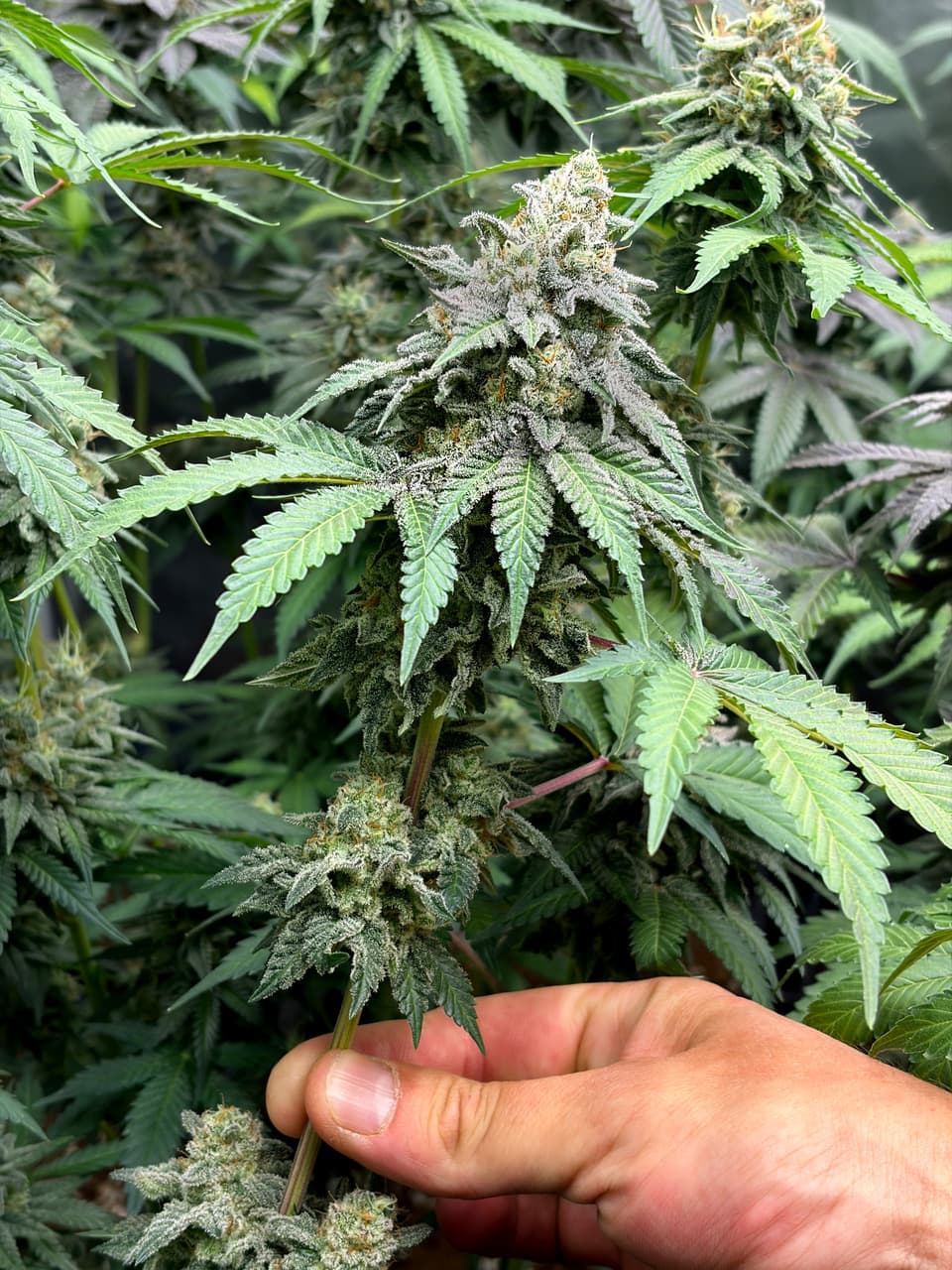 Flores de cannabis medicinal cultivadas por Molino Costero